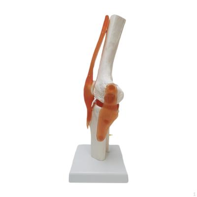 Human Knee Joint Model Scientific Teaching Aid Lightweight Realistic Bendable Anatomy