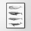 Plakat humbaki wieloryb