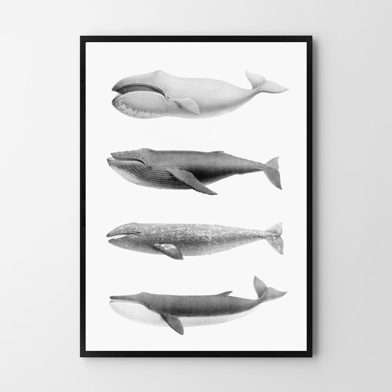Plakat humbaki wieloryb