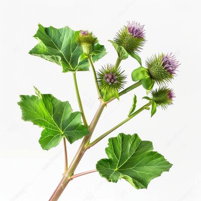 35 Samen der Großen Klette – SemiSauvage Permakultur