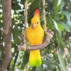 Resin Parrot Statue Ornament Chinese Style Bird Sculpture  Garden Lawn Patio Porch