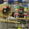 Swing Parrot Toy Lovebird Cockatiel Pet Bird Budgie Bell Ball Random Color Chew For Parakeet Macaw Hanging Cage Supplies