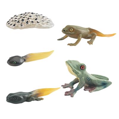 Avidora Frog Fun Toy Figurine Animal Educational Toy Growing Stages 5pcs
