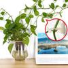 Holder Fixed Hook Plant Stent Support Plant Climbing Wall Clip Wall Rattan Clamp Wall Vines Fixture
