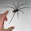 Ragno Decorativo in Plastica, Scherzo di Halloween, Ragno Gigante Spaventoso per Scherzi, Ragno Finto per Decorazione Casa, Vetrine e Regalo Scherzoso