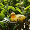 5 Pack Floating Duck Fish Pond Ornament Plastic Ducklings Decoy Mallard Realistic Duck Decoy for Garden Yard Lawn Decor