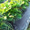 Strawberry Supports Keeping Plant Fruit Stand Vegetable Growing Rack Garden Tools for Protecting Vines Avoid Ground Gardening