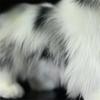 Border Collie Hohe Treue Anime Niedlicher Plüschtier Schäferhund Plüschtiere Lebensechte Tiere Simulation Stofftier Kawaii Spielzeug Geschenke