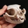 Funny Animal Skull Ornament Scary Artificial Skull Head Halloween Cat Skull Model  Haunted House