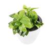 Resin Desktop Decoration Garden Supply Office Home Decor Planter Plants Basket Flower Pots