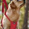 Handige hondenslingers Alle maten Honden Voor- en Achterpootondersteuning Tilharnas voor Gewonde Oude Hond Gehandicapte Huisdierbenodigdheid