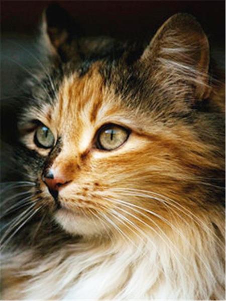 Diamond Painting Cat 5D DIY Diamond Embroidery Sale Cross Stitch Animals Rhinestones Mosaic Kit Home Decoration