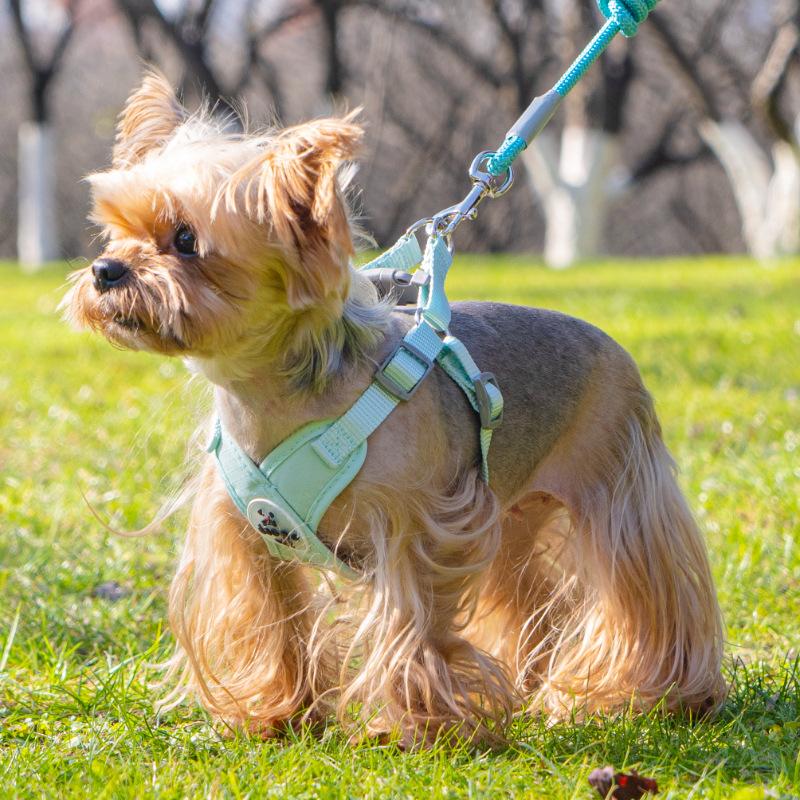 

Adjustable Breathable Pet Harness Breathable Comfortable Vest And Leash Set Prevent Breaking Free Dog Walking Rope Pet Supplies S