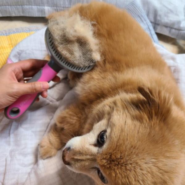 Happy Dog Pet One-Touch Brush, Pink, 1 Piece, Korean Pet Shampoo