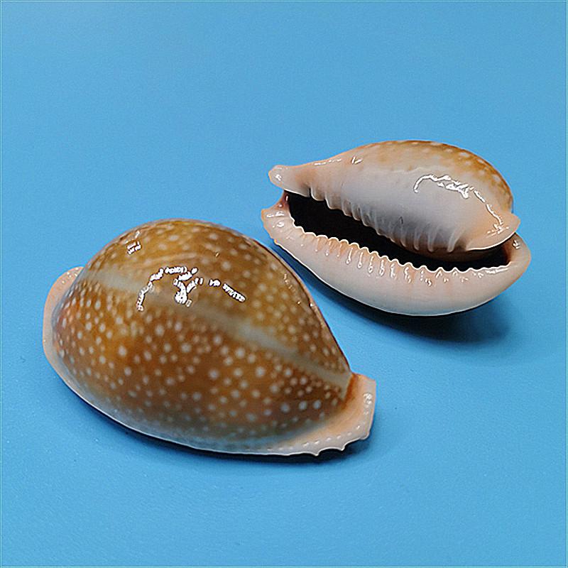 Vzácný přírodní exemplář mušle kauri pro akvárium nebo středomořskou domácí dekoraci