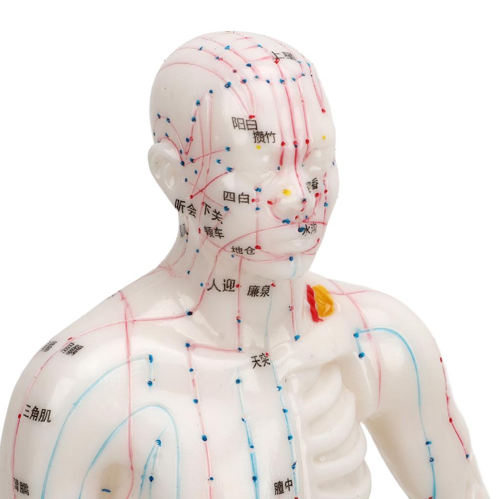 Human Body Acupuncture Model Professional Portable Meridian Points Model for Science Class Education 10.2in