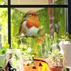 Robin's Background Decoration and Beautification Stickers for Living Room, Kitchen and Dining Room