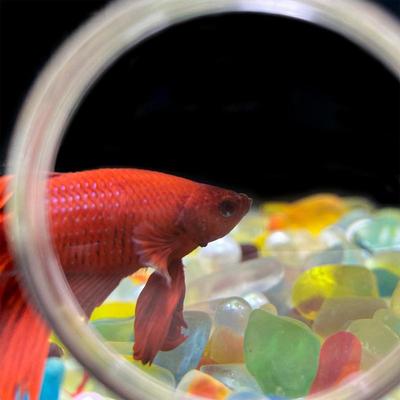 Aquarium Magnifier Fish Tank Viewer Magnifying Glass Small Animal Magnifying Glass Fish Tank Viewer Plant Observation