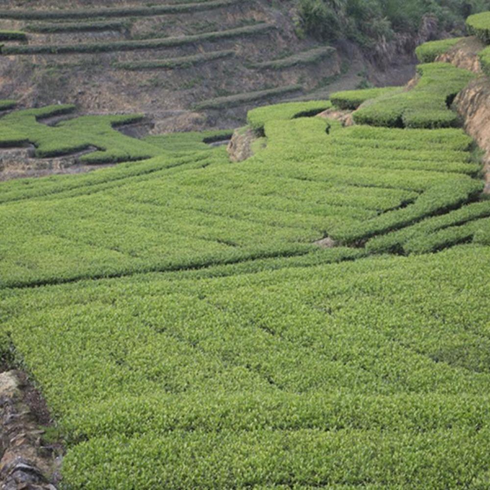 Anxi Tie Guan Yin Tea Gift Box 250g Orchid Aroma Strong Flavor 2025 New Tea