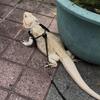 3 Packs Adjustable Lizard Leash Set - Small Reptile Harness for Bearded Dragon, Chameleon & Outdoor Walking (S/M/L)