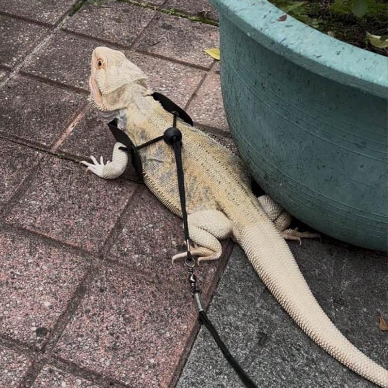 3 Packs Adjustable Lizard Leash Set - Small Reptile Harness for Bearded Dragon, Chameleon & Outdoor Walking (S/M/L)