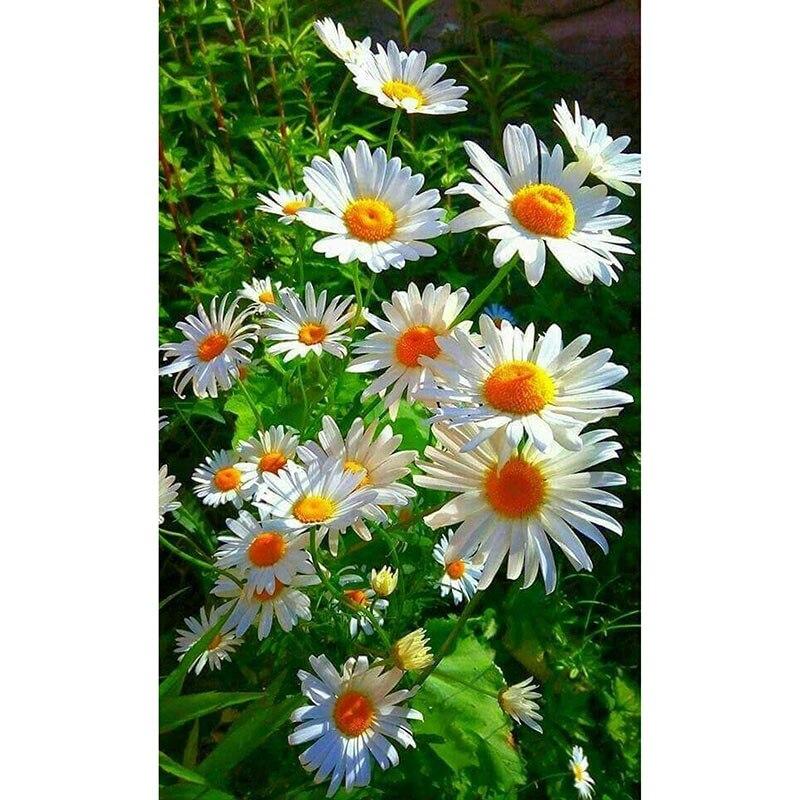 

Новый 5D DIY алмазная живопись цветок Алмазная вышивка крестиком горный хрусталь полный круглый дрель ремесла искусство домашний декор подарок Full Round 25x35CM