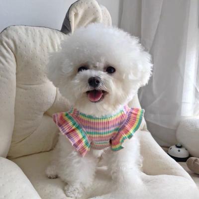 Abbigliamento e scarpe – Gilet e camicie per cani