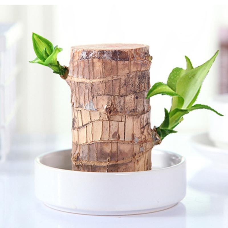 Brazilian Lucky Tree Water Culture Indoor Air Purifier Desk Planter Ceramic White Pot Meditations Decors