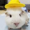Produse pentru animale – Rozătoare