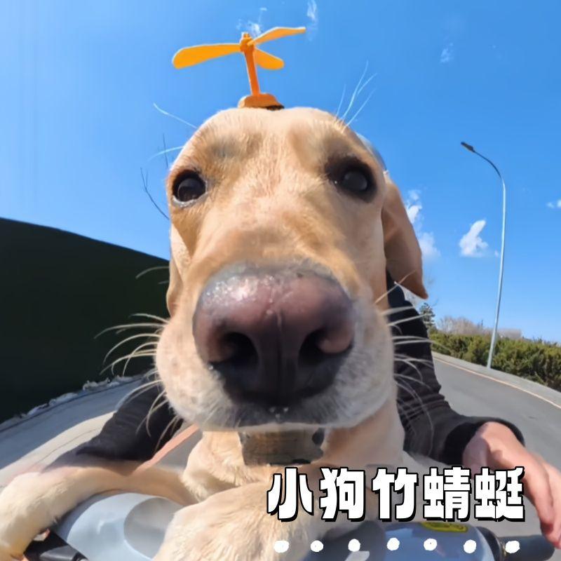 

Аксессуары для волос для собак Украшение для питомца Забавные Забавные Товары для питомцев Полная коллекция Щенок Кошка Резинка для волос Большая собака Средняя собака Yellow bamboo dragonfly [dog walking special]]