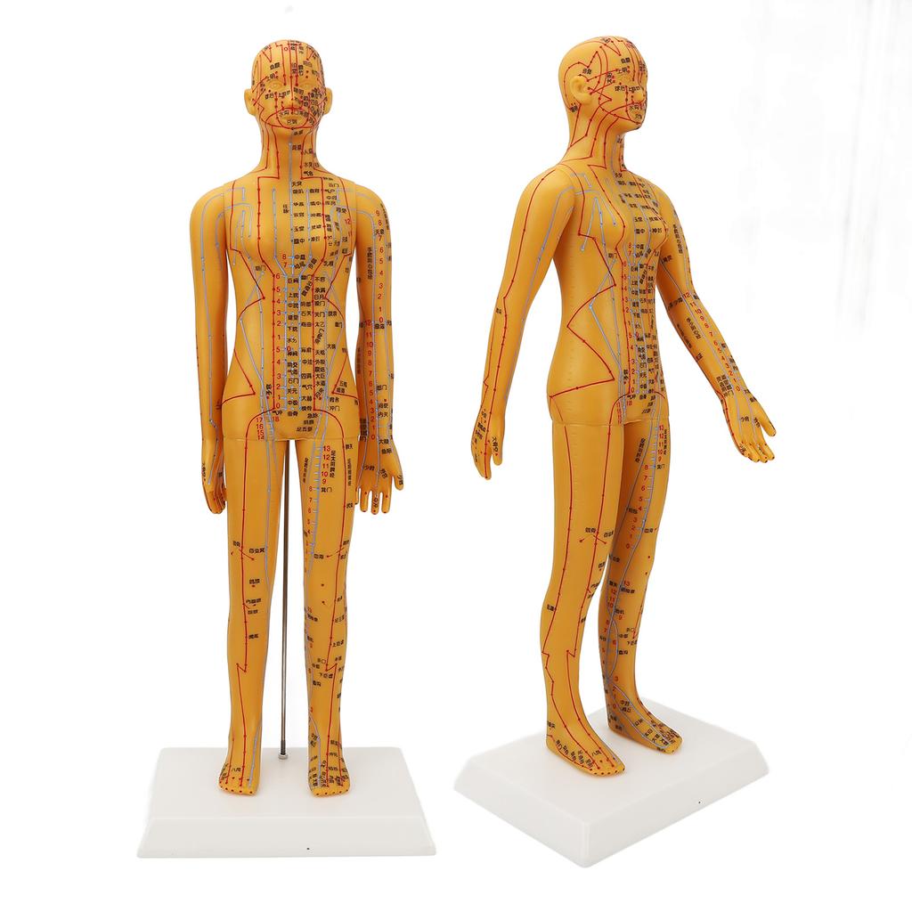 20.9in Acupuncture Female Model High Definition Clear Chinese Human Body Acupuncture Model for Teaching