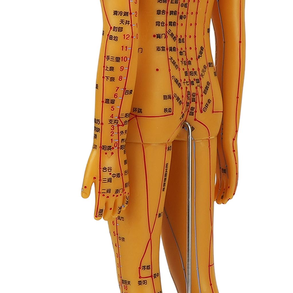20.9in Acupuncture Female Model High Definition Clear Chinese Human Body Acupuncture Model for Teaching