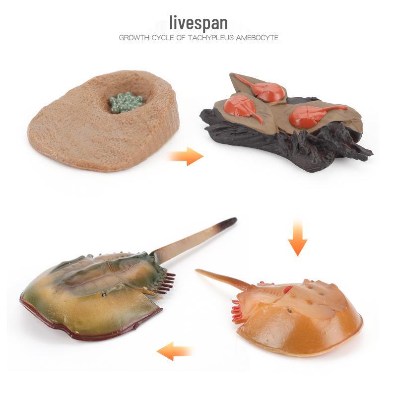 Animal Growth Cycle Models: Chicken, Duck, Goose, Butterfly, Turtle, Frog Montessori Teaching Figurines