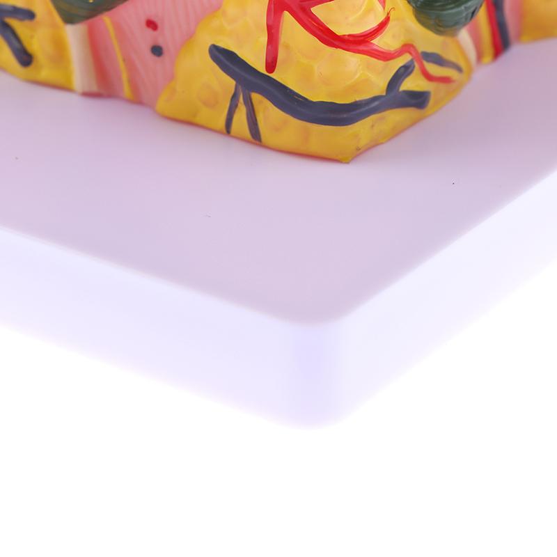 Model de piele de 35/50 de ori Structura părului de piele anatomică umană Măriți anatomia modelului