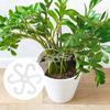 6pcs Plant Stem Support Stem Holder with Holes Acrylic Plant Trellis Stakes Plant Stabilizer Leaf Holder and Climbing Rack