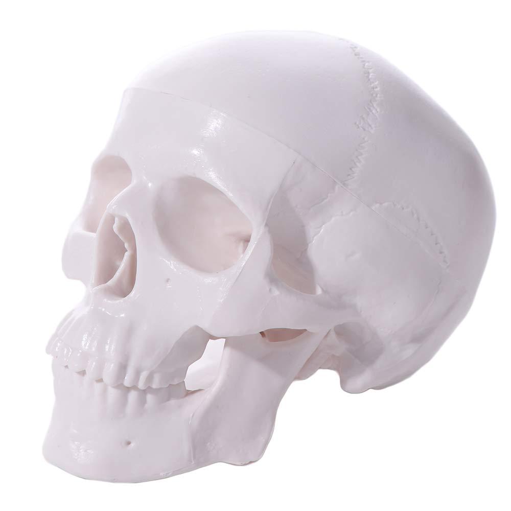 Pohodlný model lebky Čepice lebky Anatomická hlava Lebka Model lidské hlavy pro výuku