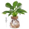Mini Glass Flower Pot for Indoor Plants - Hydroponic Ornament with Moss Landscape
