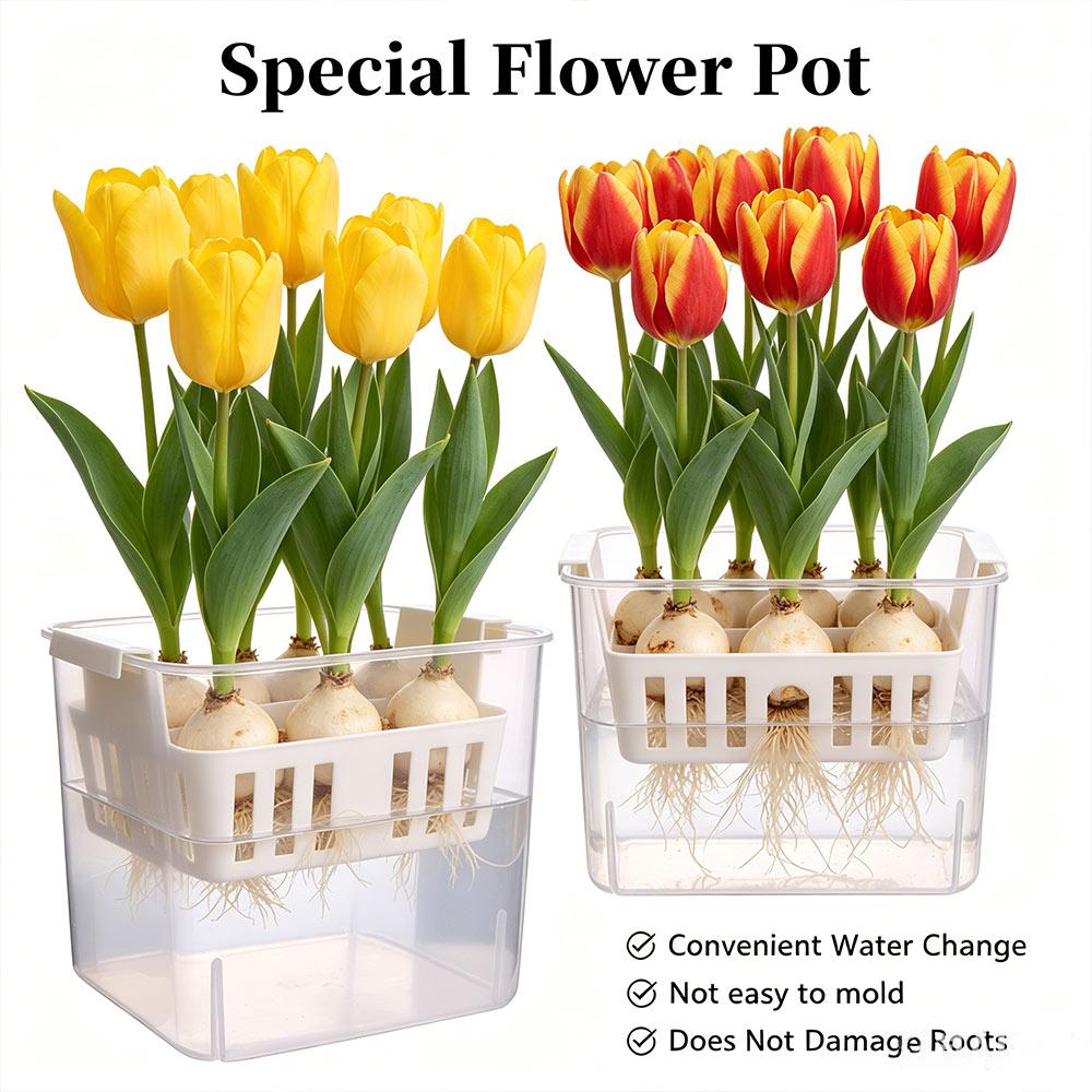 Planter Containers Hydroponics Nursery Pots Clear Tulip Bulb Planter  Indoor Gardening