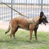 Taktisches Hundegeschirr für große Hunde, Verstellbare Weste mit Griff, Robuster Metallhaken, Halsumfang 45-55 cm, Gelb