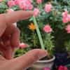 30 Stück Pflanzen Langzeit-Düngestäbchen Nährstoffstäbchen Universell Innen-Blumentopf Pflanzen Düngestäbe Verbesserer Garten Zubehör