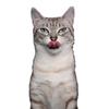 T417#Lovely Cat Persian Cat British Shorthair Animal Wall Sticker Bathroom Toilet Decor Living Room Cabinet Refrigerator Decals