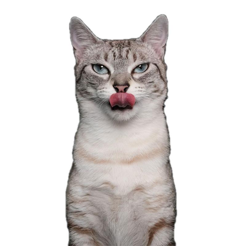 

LYKX Милий кіт Перський кіт Бірман Бомбей Британська короткошерста Бірманська настінна наклейка для прикраси дому наклейка на автомобіль 20CM