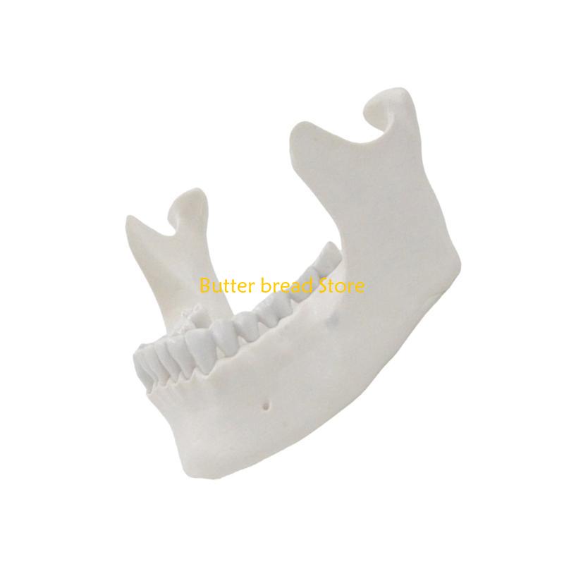 

W89C Lower Jaw Model Teaching Aid 1:1 Adult Lower Jaw Bone Model Medicals Model China Mainland