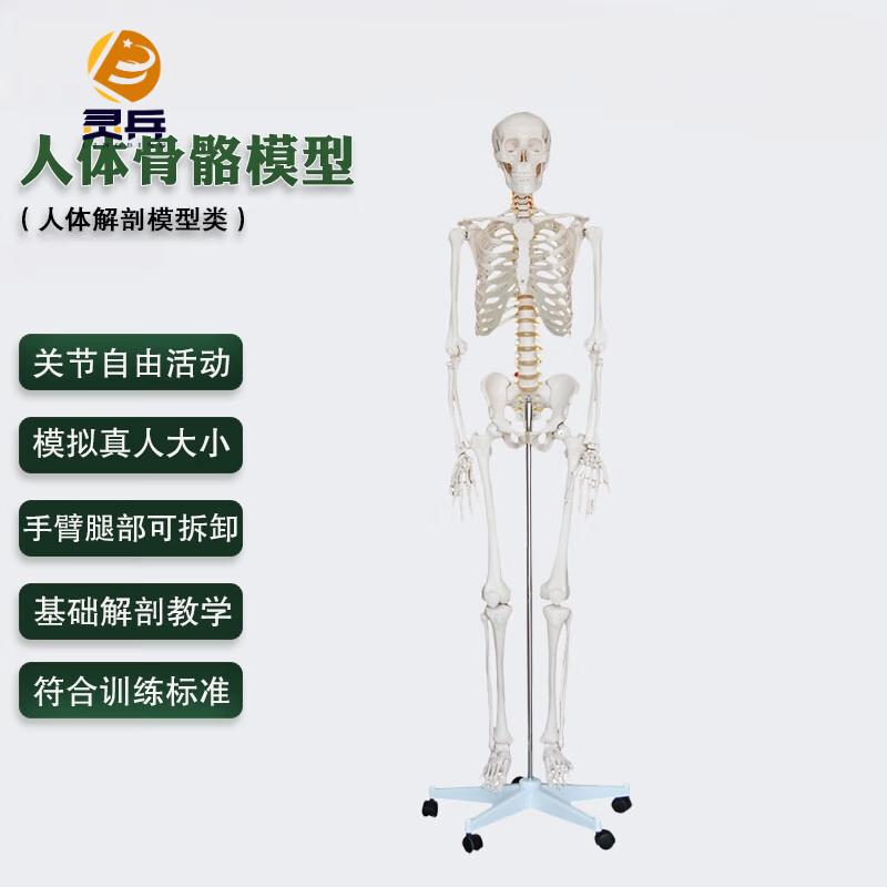 Life-Size Human Skeleton Model