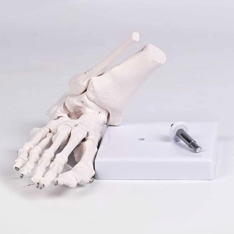 PVC Human Foot Skeleton Model For Anatomy Teaching Learning With Accurate Bone Structure Representation In Classrooms