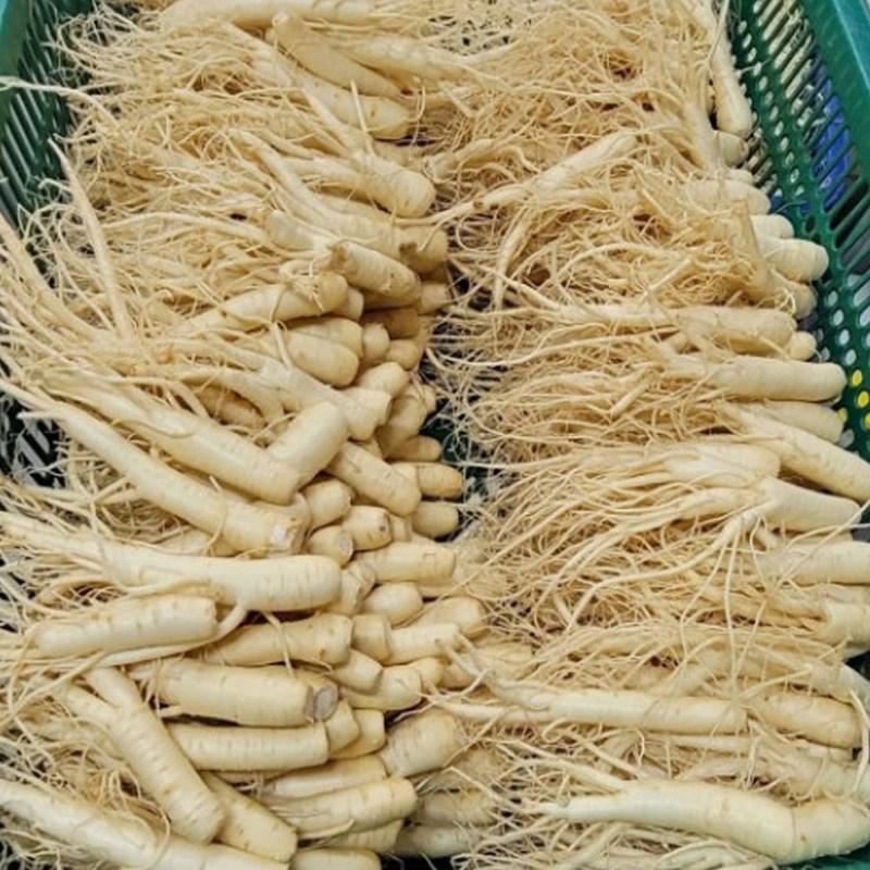 Geumsan Red Ginseng Peel and Slices, Korean Ginseng, Pickled Hanppuri, Vacuum Meeting Gift, Return Greeting from Parents, 500g, 1 Piece