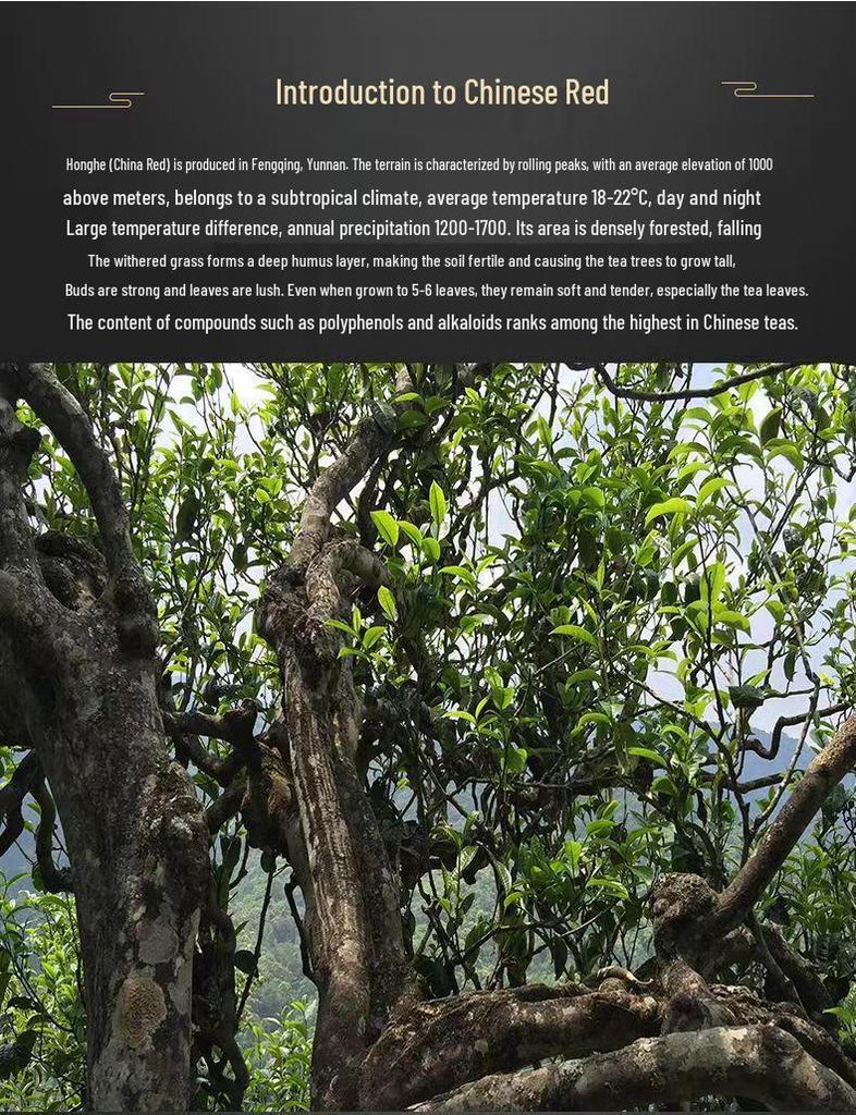 Mingka Yunnan Fengqing Red Dianhong Tea: Authentic, Rich Aroma, High Floral Honey Notes, Stomach-Nourishing Chinese Specialty.