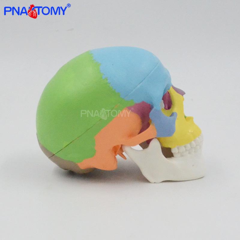 Modelo de Caveira Mini Colorido, Destacável em 3 Partes, Referência Anatômica para Arte/Ensino, Esqueleto Portátil