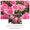 CATH KIDSTON Velvet Rose Gift Set
