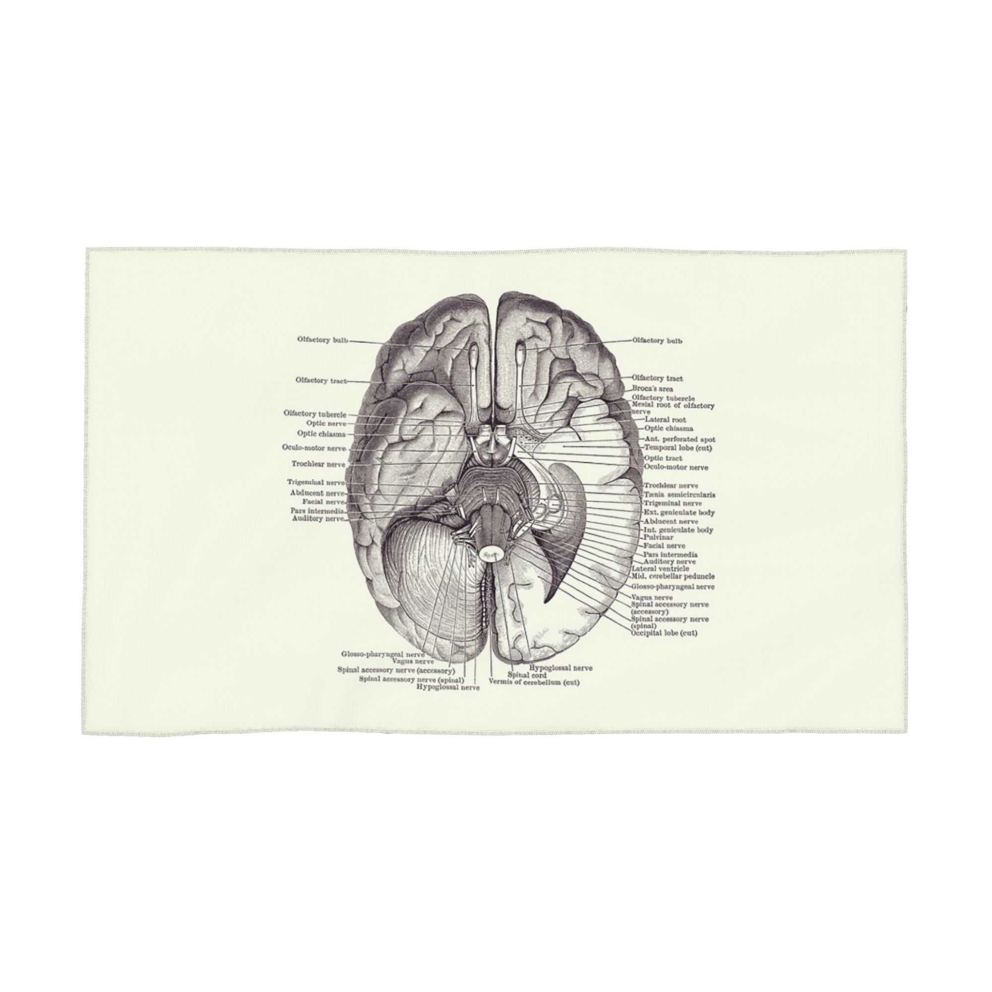 

Brain Nervous System Diagram - Vintage Anatomy Soft Face Towel Quick Dry Pool Bath Cotton Towels Breathable W40*H60(CM)
